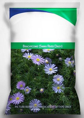 CYBEXIS HUA-99 - Brachycome (Swan River Daisy) - (60 Seeds) Seed(60 per packet)