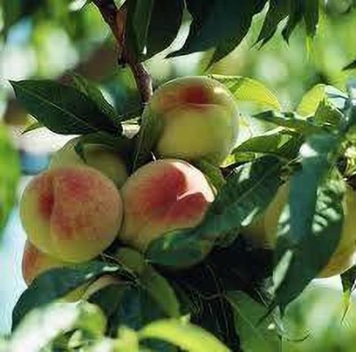 ACCELCROP Peach Fruit (Aadu) Fruit Seed(4 per packet)