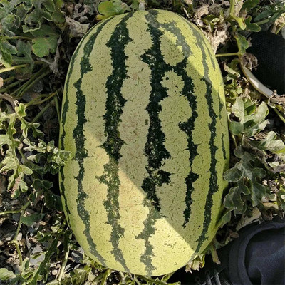 EMKOT Sweet watermelon, seedwatermelon/तरबूज के बीज Seed(100 per packet)