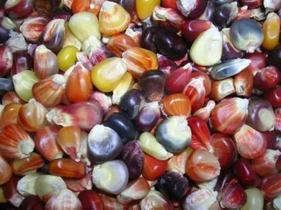 Aro Rainbow Corn, Corn Seed(26 per packet)