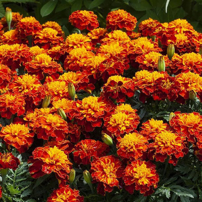 ibains Marigold all multi colour flower seeds Seed(22 per packet)
