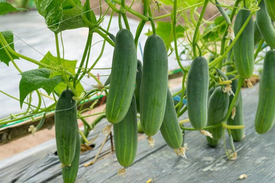 BDSresolve Armenian Cucumber Kakdi PACK OF 54 Seed(54 per packet)