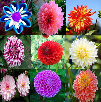 CYBEXIS VXI-2 - Rare Mixed Beautiful Perennial Dahlia Flowers - (540 Seeds) Seed(540 per packet)