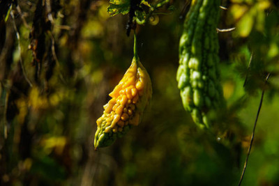 NEERAJ bitter gourd,karela seeds Seed(30 per packet)