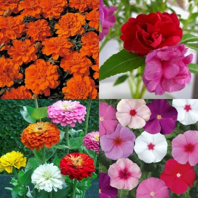 SimXotic Combo of Zinnia Mixed, Balsam, Marigold Dwarf & Vinca Flowers (GMO-FREE) Seed(4 per packet)