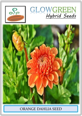 KANAYA ORENGE DAHILA SEED Seed(40 per packet)