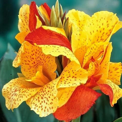 Radha Krishna Agriculture Exotic Canna Lily Flower Bulbs For Your Beautiful Gardening ( Pack Of 18 Bulbs ) Seed(18 per packet)