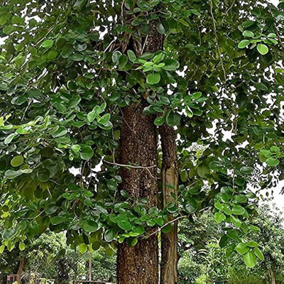 ibains Red sandalwood seeds Seed(45 per packet)