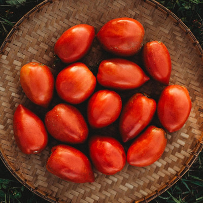 KNESSiN High Yield Amish Tomato Seeds For Hydrophonics - (1000 Seeds) Seed(100 per packet)