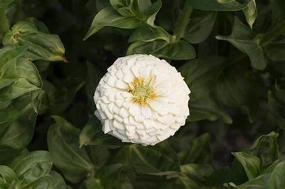 VibeX GUA-66 - White Zinnia Flower Desi Summer Variety Special - (30 Seeds) Seed(30 per packet)