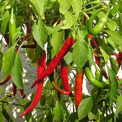 Qualtivate GBPT-4A Carolina Cayenne Hot Chilli Seed(300 per packet)