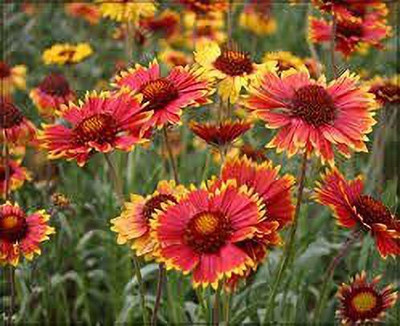 KANAYA Gaillardia Double Beautiful Flower Seed(33 per packet)