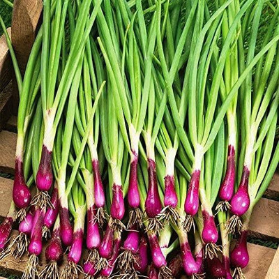 Cloud Farm PUAS-4A Red Welsh Onion Heirloom Seeds Seed(500 per packet)