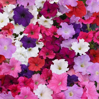 Quentova Petunia Supercascade Mix Flower-VISHVA-5F Seed(75 per packet)
