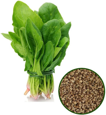 abiswas Hybrid Spinach seeds, palak seeds Seed(11 per packet)