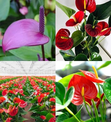 ibains Anthurium seeds biij 31 Seed(31 per packet)