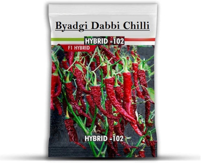 WILLVINE VNR -III 102 Byadgi chilli seeds[10gm, 2000 Seeds] Seed(2000 per packet)