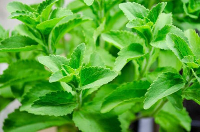 BJUBAS stevia sugar free plant seeds pack of 21 Seed(21 per packet)