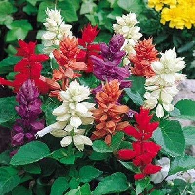 Epazo Salvia Mix Seed(10 per packet)