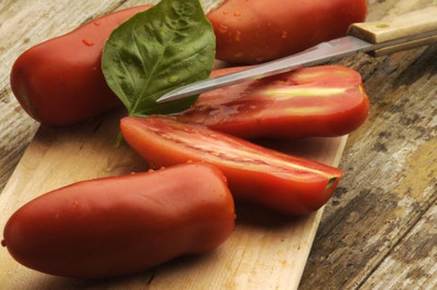 ActrovaX Lycopersicon esculentum Tomato - San Marzano - [2000 Seeds] Seed(2000 per packet)