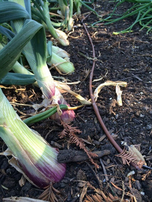 WILLVINE HUA -VII Red Torpedo Onion Seeds [100g] Seed(300 per packet)