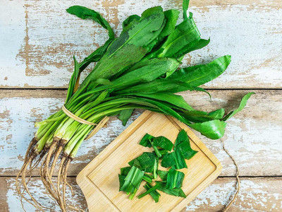 VibeX PUAS-9 - Culantro NGO GAI - (2250 Seeds) Seed(2250 per packet)