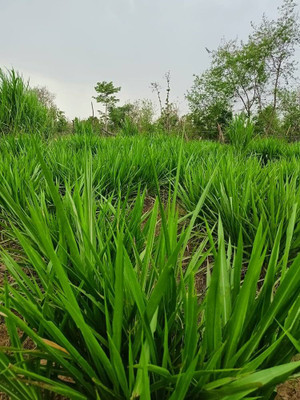 BJUBASPLANT napier grass stick pack of 74 Seed(74 per packet)