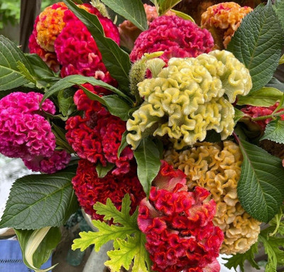 BSARKAR Hybrid mix color's cosckscomb flowers seed Seed(50 per packet)