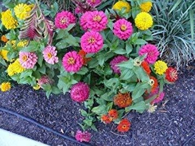 Lorvox Zinnia 'Scabiosa Flowered Seed(80 per packet)