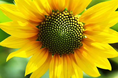 KNESSiN Sunflower Tall Flower[400 Seeds] Seed(400 per packet)