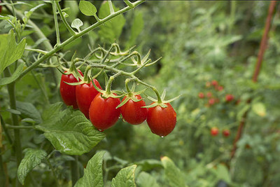 ALOCHUZ tomato Seed(115 per packet)