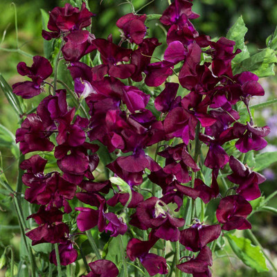 CYBEXIS XLL-18 - Sweet Peas Royal Maroon - (100 Seeds) Seed(100 per packet)