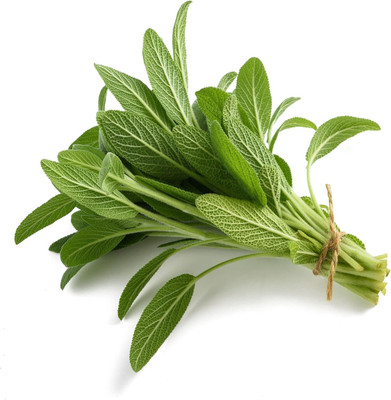 Qualtivate HYB-1A Sage Seeds, Herb Seed(100 per packet)