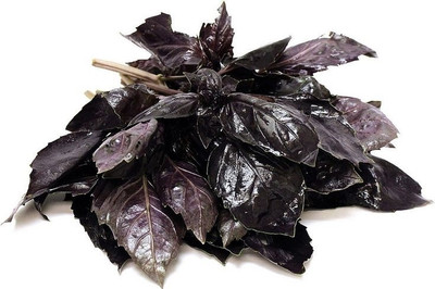 Qualtivate XL-60 Red Rubin Purple Basil Seed(1000 per packet)