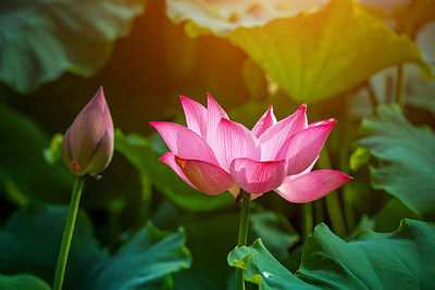 ARYAN EVERGREEN lotus,kamal gatta Seed(11 per packet)