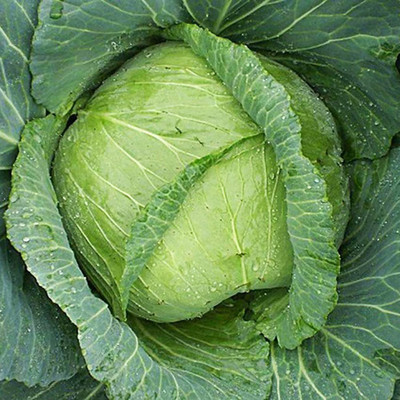 CYBEXIS High Yield Cabbage Seeds1000 Seeds Seed(1000 per packet)