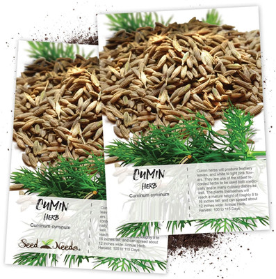 WILLVINE Cumin Herb (Cuminum cyminum)-2 x Packet Seed(200 per packet)