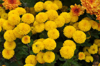 GIVOVA marigold/gende ka phool flower seeds Seed(50 per packet)
