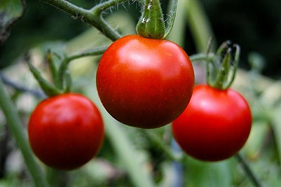 LPR TOMATO SEEDS Seed(200 per packet)