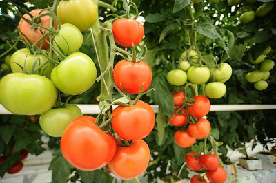 BASF tomato Seed(30 per packet)