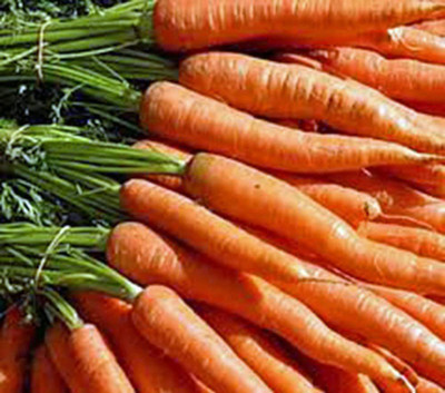ENINE Carrot Seed(200 per packet)