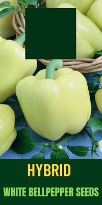 Qualtivate GBPT-3A Imported Capsicum White Ivory Seeds Seed(100 per packet)