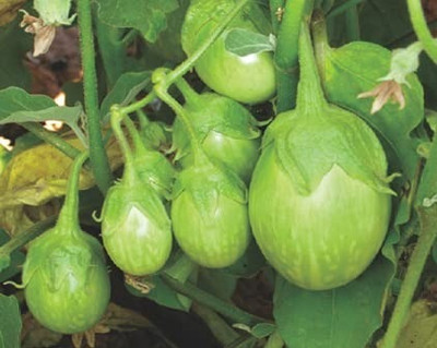 MAA Brinjal Green round, Brinjal, Eggplant Seed(20 per packet)