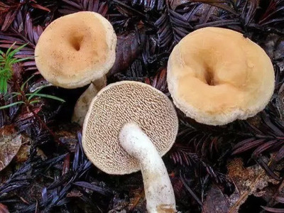 Aro Mushroom Seed(40 per packet)