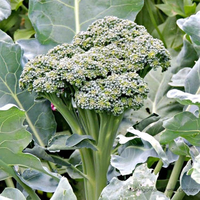 CYBEXIS XLL-69 - Atlantis Broccoli - (1350 Seeds) Seed(1350 per packet)