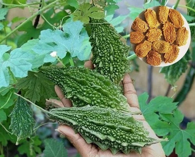 DEYS AGRO ™ karela seeds hybrid Seed(38 per packet)