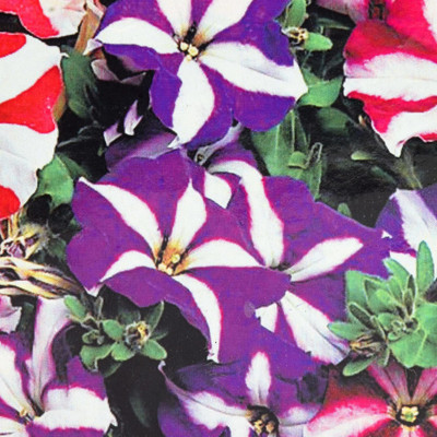 CYBEXIS Flower Seeds Petunia F1 Hybrid Razzle Dazzle Mix Seed(50 per packet)