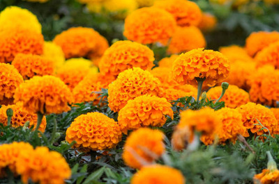 ginnienterpris marigold/gende ka phool flower seeds Seed(50 per packet)
