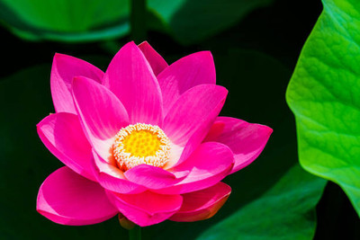 Srida lotus,kamal gatta Seed(11 per packet)