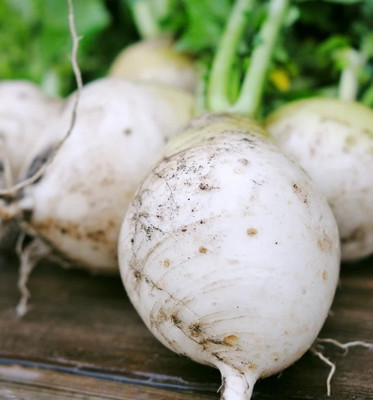 MYLAWN Turnip Egg white Seed(1000 per packet)